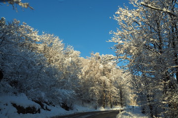 winter landscape with trees and blue sky