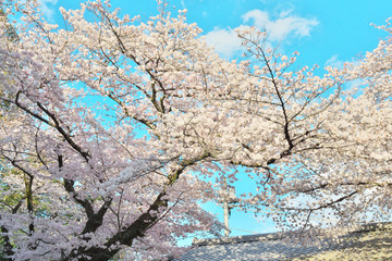 Obraz na płótnie Canvas 桜と屋根