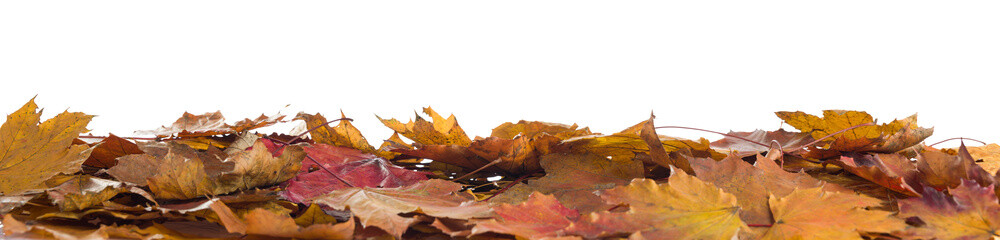 Autumn background. Orange maple leaves in a pile in front of an isolated white background day