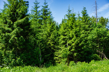 Fototapeta na wymiar Evergreens and deciduous trees in virgin forest against blue sky. Beautiful summer landscape. Rest and enjoyment. Relaxation and meditation. Beauty of Russian nature in suburbs.