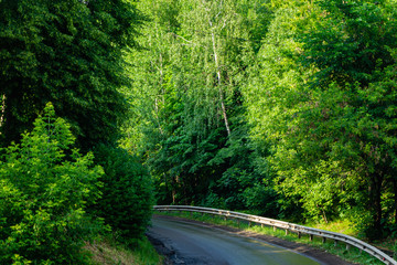 Fototapeta premium Evergreens mixed with deciduous trees grow along a country road in suburbs. Picturesque summer landscape. Russian natural and ecological tourism. Moscow region. Calmness and relaxation.