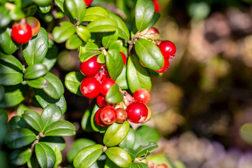 Red cranberry berry in natural nature. Forest berry, environmentally friendly product. Home treatment.