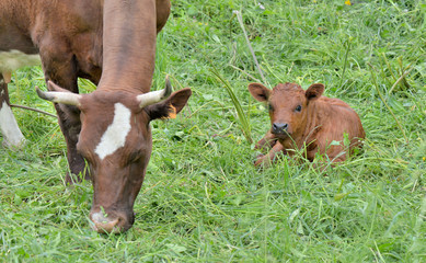 little brown  calf lying in the grass next to a cow © coco