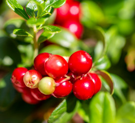 Red cranberry berry in natural nature. Forest berry, environmentally friendly product. Home treatment.