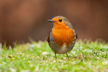 Fototapeta premium European robin (Erithacus rubecula) feeding on the ground. Spain
