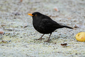 European blackbird (Turdus merula) looking for food on the ground one winter day
