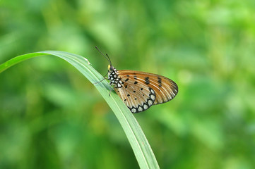 butterfly on a flower