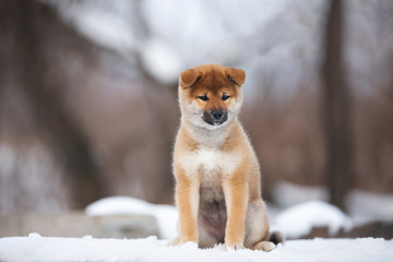 cute shiba inu puppy sitting on a wooden bench in winter. Japanese shiba inu dog in the snow