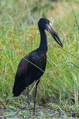 Openbill Stork