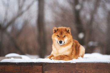 Beautiful shiba inu female dog sitting on a wooden bench in winter. Japanese shiba inu dog in the snow