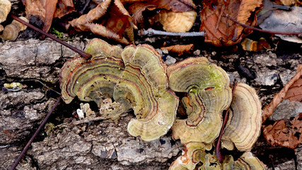 mushrooms on the tree