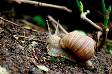 Snail in nature, natural environment, in the forest