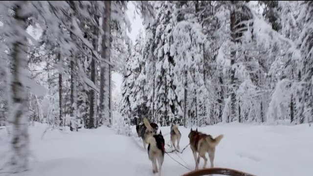 Wonderful husky ride on a sleigh in snowy winter forest in Lapland. Tourist activities in the arctic north trip