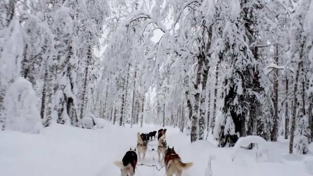 Wonderful husky ride on a sleigh in snowy winter forest in Lapland. Tourist activities in the arctic north trip