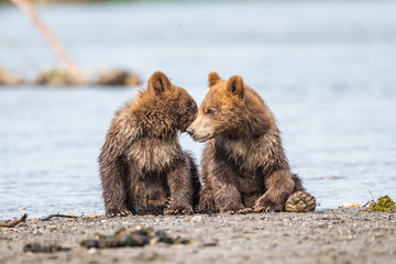 Obraz premium Ruling the landscape, brown bears of Kamchatka (Ursus arctos beringianus)