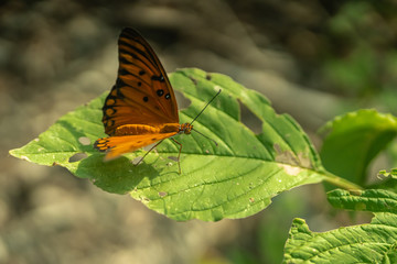 orange butterfly on holed leaf