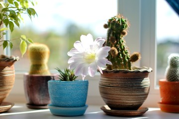 Light pink tender echinopsis spiky cactus flower. Beautiful plants in a pots stand  on a plastic windowsill in a sunny day. Selective focus.