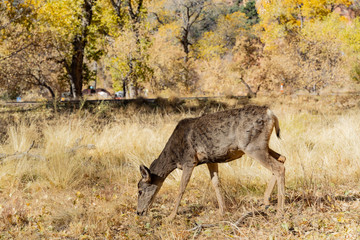 Close up shot of deers in Zion National Park
