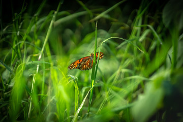 orange buttefly spreading wings hangging on grass