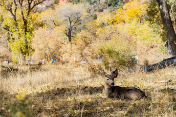 Close up shot of deers in Zion National Park