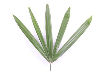 Green palm leaves (Livistona Rotundifolia palm tree)