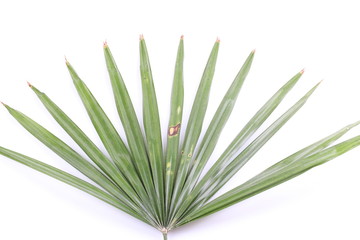Green palm leaves (Livistona Rotundifolia palm tree)