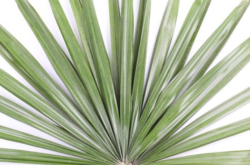 Green palm leaves (Livistona Rotundifolia palm tree)