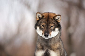 Happy and beautiful japanese dog breed shikoku sitting outside in winter