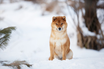 Beautiful shiba inu female dog sitting in the forest in winter. Japanese shiba inu dog in the snow