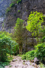 Young trees with green foliage on a cliff background