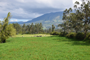 Feld mit Kühen