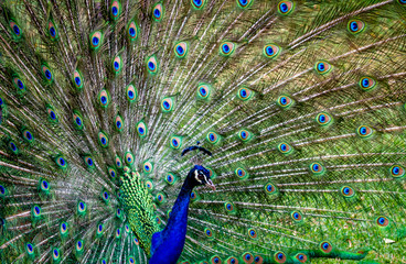 Obraz premium Peacock male