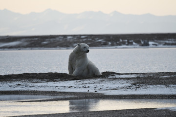 Alaska white polar bear from Arctic