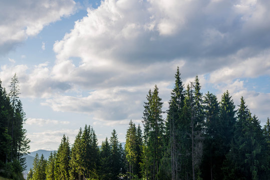 Spruce forest in the Ukrainian Carpathians.