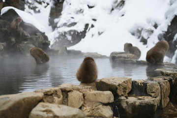 Obraz premium snow monkey at Nagano, Japan