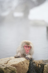 snow monkey at Nagano, Japan