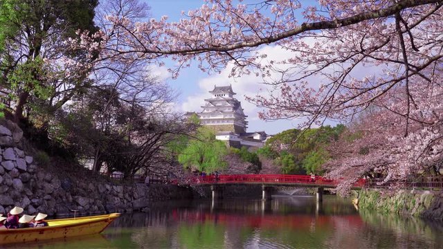 Cherry blossoms and castle in Himeji, Japan.