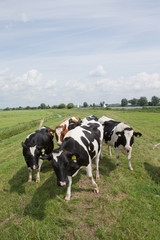 Cows in meadow. Transport of a superyacht on the river on pontoon. Shipbuilding. 