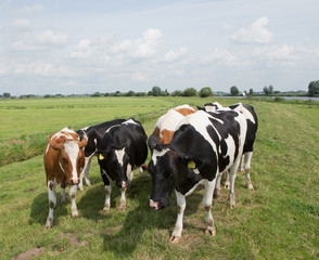 Fototapeta na wymiar Cows in meadow. Transport of a superyacht on the river on pontoon. Shipbuilding. 