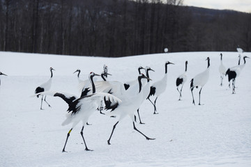 Japanese crane