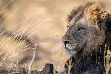 Male Lion