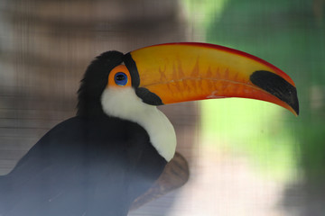 Toucano bird
