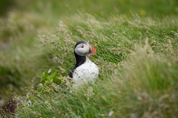 Puffin from Iceland