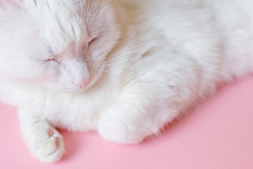 White cat lies on a pastel pink background. View from above. Pet care concept. Copyspace, minimalism. Banner for zoo themes.