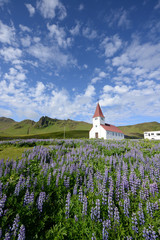Lupine in Iceland