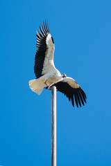 Stork on a lamppost on a sunny winter day