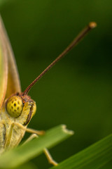 yellow butterfly  antennas