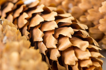 Dry and clean spruce cones shot large on a white background