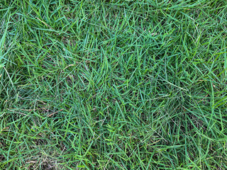 Green Grass Wallpaper on Topview in HDR mode for Game and Design