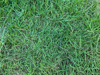 Green Grass Wallpaper on Topview in HDR mode for Game and Design